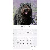 CALENDRIER 2026 - BOUVIER DES FLANDRES