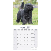 CALENDRIER 2027 - BOUVIER DES FLANDRES