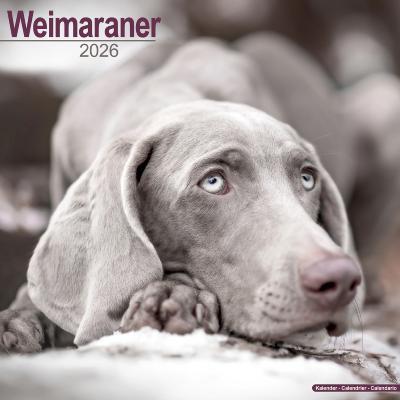 CALENDRIER 2026 - BRAQUE DE WEIMAR