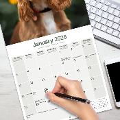 CALENDRIER 2026 - COCKER ANGLAIS