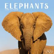 CALENDRIER 2026 - ELEPHANTS