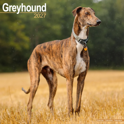 CALENDRIER 2027 - GREYHOUND