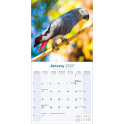 CALENDRIER 2027 - PERROQUET GRIS DU GABON
