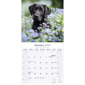 CALENDRIER 2027 - LABRADOR NOIR