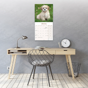 CALENDRIER 2027 - LHASSA APSO