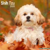 CALENDRIER 2026 - SHIH TZU