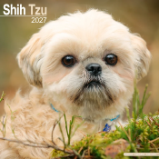 CALENDRIER 2027 - SHIH TZU