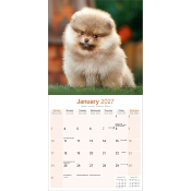 CALENDRIER 2027 - SPITZ NAIN