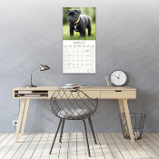 CALENDRIER 2027 - BRAQUE HONGROIS