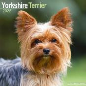 CALENDRIER 2026 - YORKSHIRE TERRIER