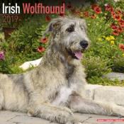 CALENDRIER 2019 - IRISH WOLFHOUND