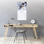 CALENDRIER 2027 - ALASKAN MALAMUTE