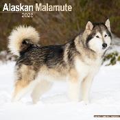 CALENDRIER 2026 - ALASKAN MALAMUTE
