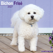 CALENDRIER 2027 - BICHON FRISE