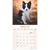 CALENDRIER 2027 - BORDER COLLIE