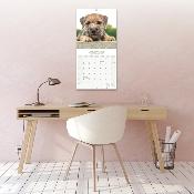 CALENDRIER 2026 - BORDER TERRIER