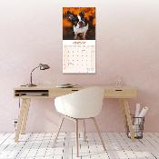 CALENDRIER 2026 - BOSTON TERRIER