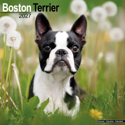 CALENDRIER 2027 - BOSTON TERRIER