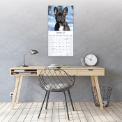 CALENDRIER 2027 - BOULEDOGUE FRANCAIS