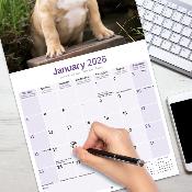CALENDRIER 2026 - BOULEDOGUE FRANCAIS