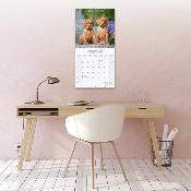 CALENDRIER 2026 - BRAQUE HONGROIS