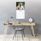 CALENDRIER 2027 - CAVALIER KING CHARLES
