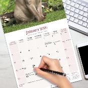 CALENDRIER 2026 - CHATS BURMESE toutes couleurs