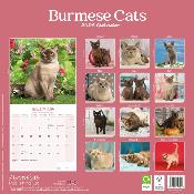 CALENDRIER 2026 - CHATS BURMESE toutes couleurs