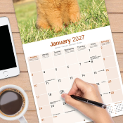 CALENDRIER 2027 - CHOW CHOW