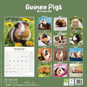 CALENDRIER 2026 - COCHONS D'INDE - COBAYES