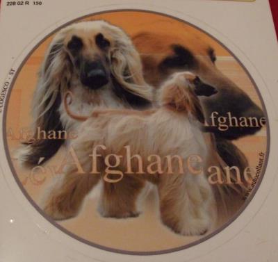 AUTOCOLLANT rond 15cm - LEVRIER AFGHAN SABLE