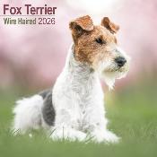 CALENDRIER 2026 - FOX TERRIER POIL DUR