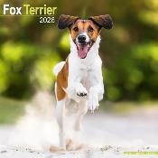 CALENDRIER 2026 - FOX TERRIER