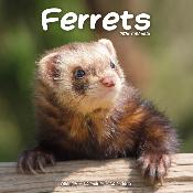 CALENDRIER 2026 - FURETS