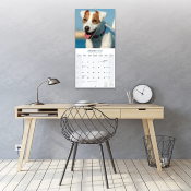 CALENDRIER 2027 - JACK RUSSELL
