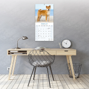 CALENDRIER 2027 - SHIBA INU