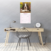 CALENDRIER 2027 - SPRINGER SPANIEL ANGLAIS