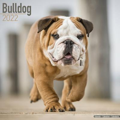 CALENDRIER 2022 - BOULEDOGUE ANGLAIS