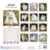 CALENDRIER 2019 - SAMOYEDE