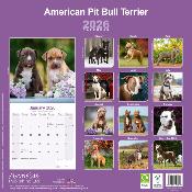 CALENDRIER 2026 - AMERICAN PIT BULL TERRIER