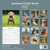 CALENDRIER 2027 - AMERICAN PIT BULL TERRIER
