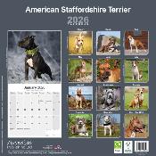 CALENDRIER 2026 - AMERICAN STAFFORDSHIRE TERRIER