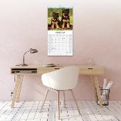 CALENDRIER 2026 - BERGER ALLEMAND
