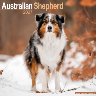 CALENDRIER 2027 - BERGER AUSTRALIEN