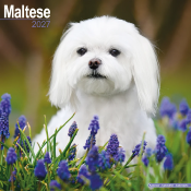 CALENDRIER 2027 - BICHON MALTAIS