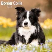 CALENDRIER 2026 - BORDER COLLIE