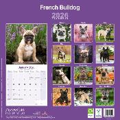 CALENDRIER 2026 - BOULEDOGUE FRANCAIS
