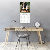 CALENDRIER 2027 - BOUVIER BERNOIS