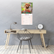 CALENDRIER 2027 - BRAQUE HONGROIS