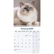CALENDRIER 2026 - CHATS RADGOLL